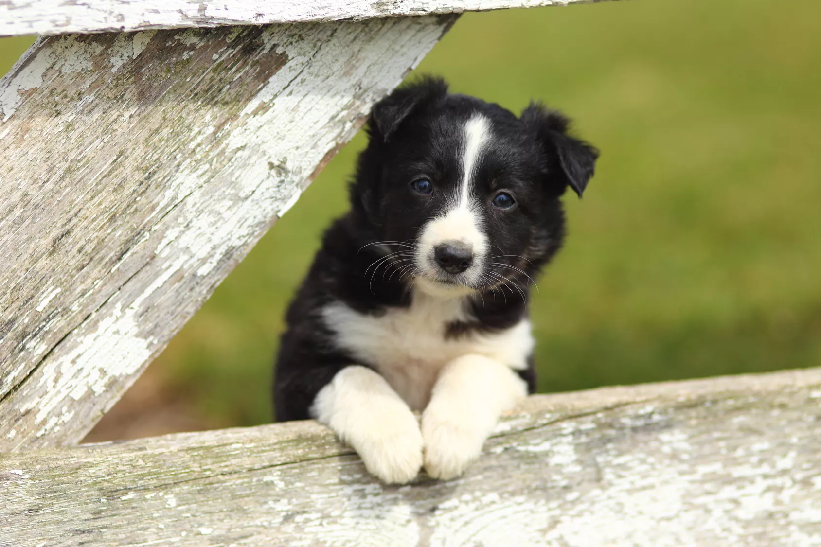 Border Collie Welpe