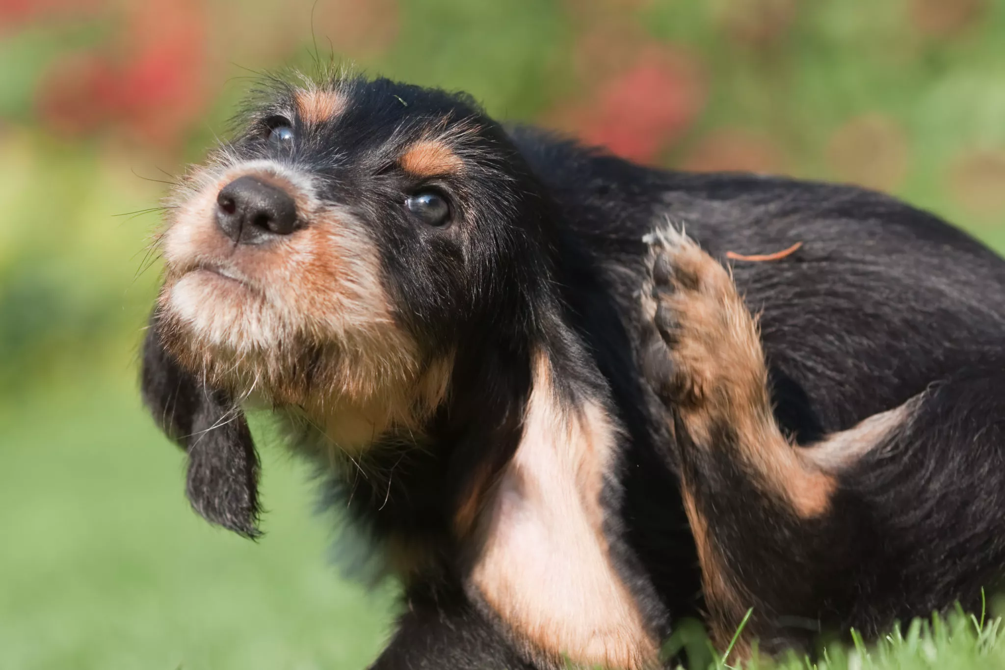 Parasiten beim Hund sorgen für Juckreiz