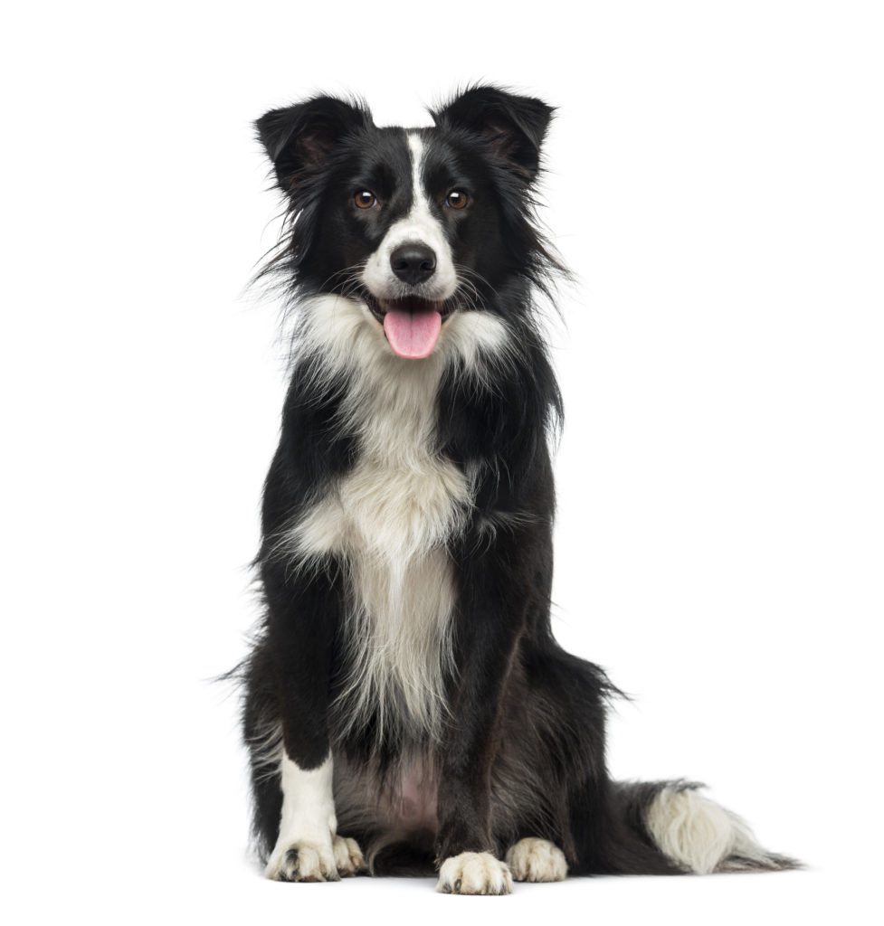 border-collie-fakta-informasjon-om-hunderaser-zooplus-magasin