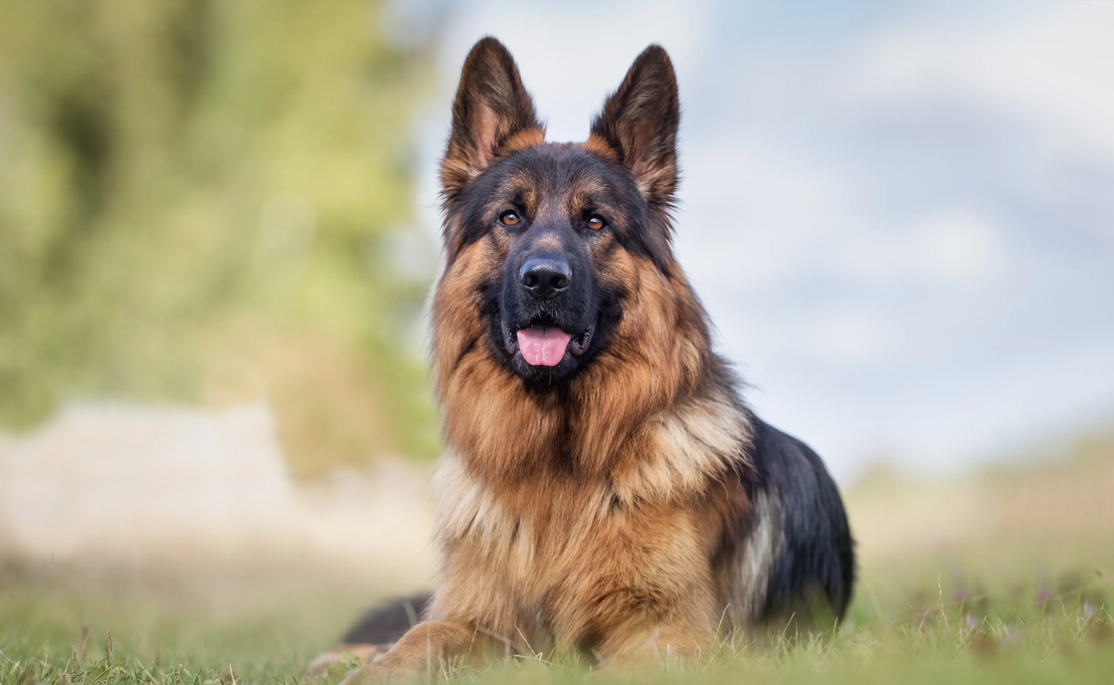 schäferhund på gressplen