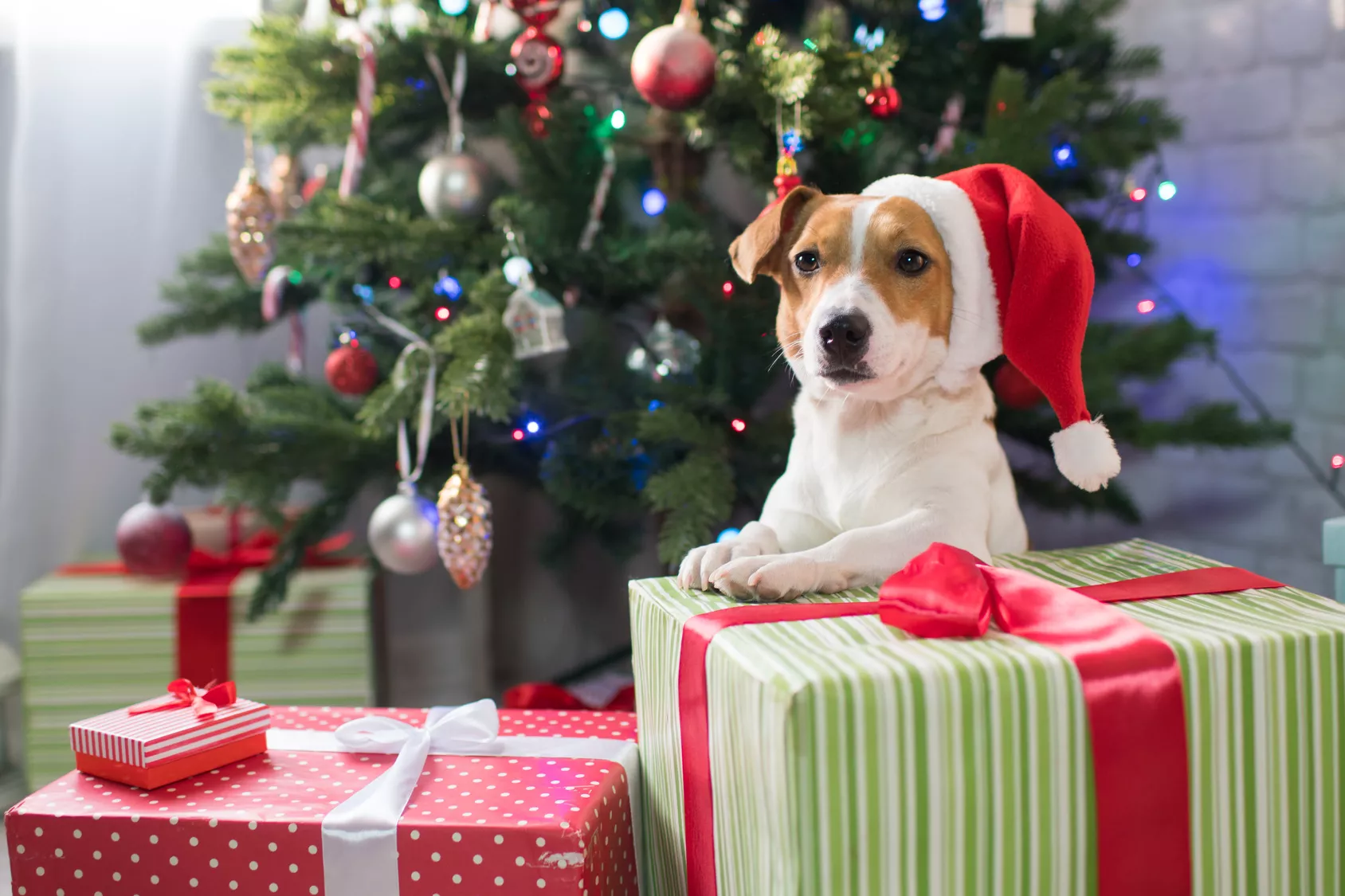 Hund med nisselue og julegaver