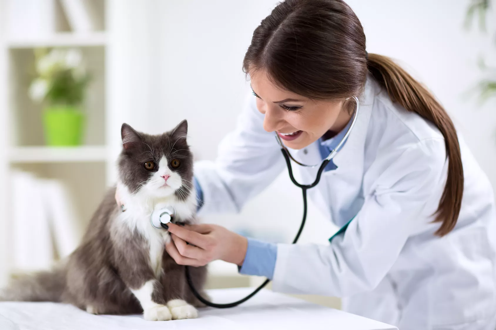 Kattens første veterinærbesøk