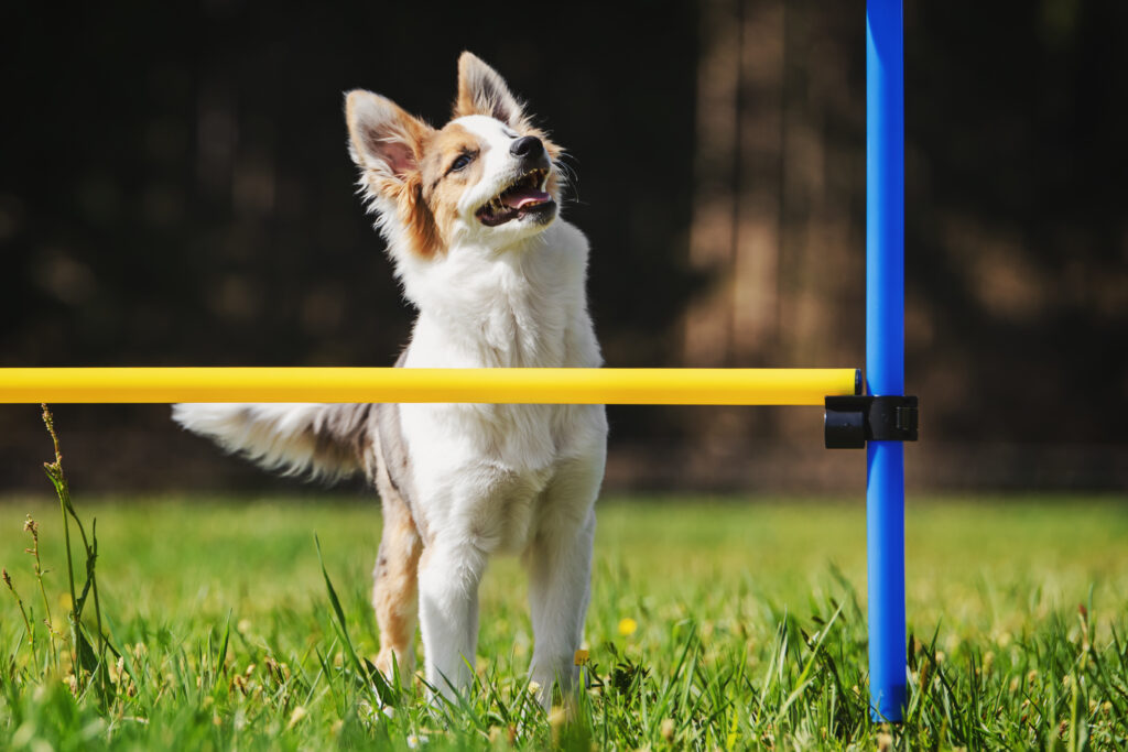 Agility med små hunder zooplus magasin