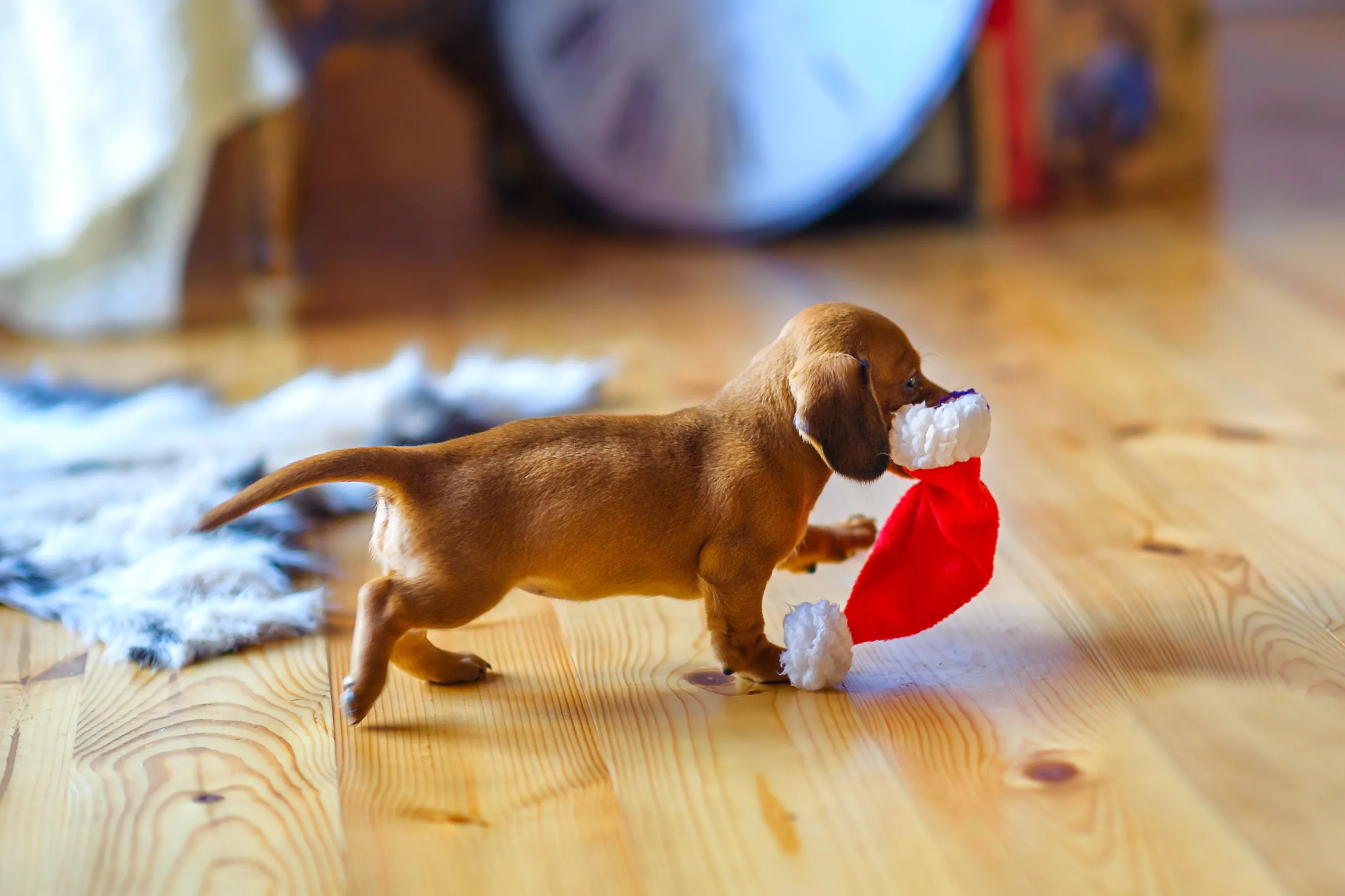 Søt dachshund med julegave i munnen