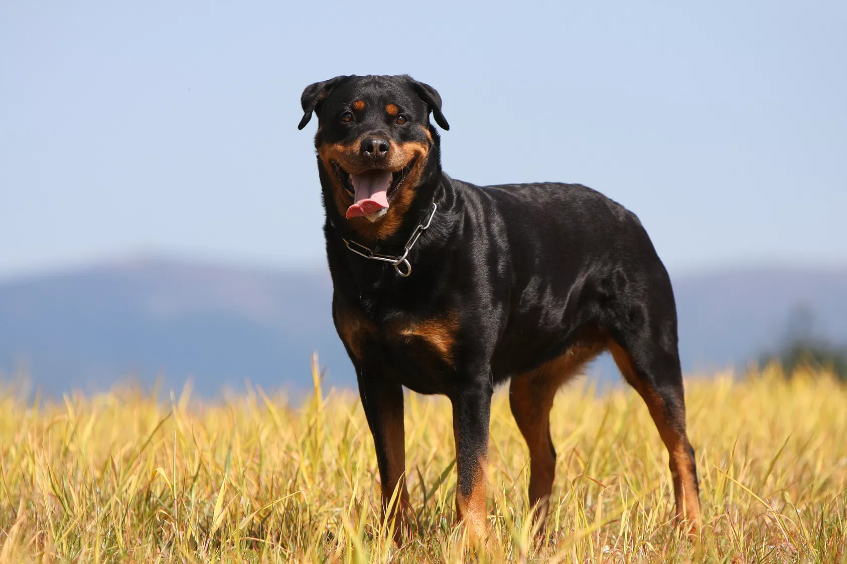 Utvokst rottweiler på en åker