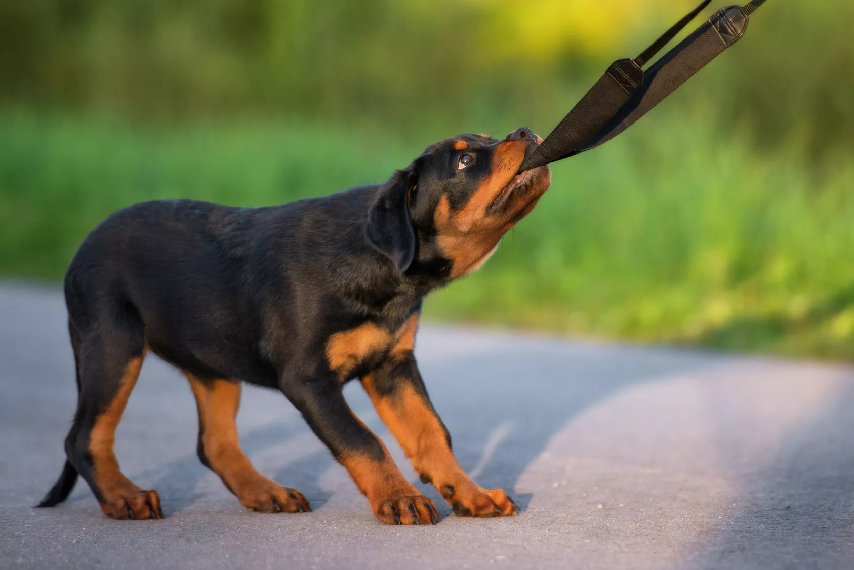 Liten rottweiler valp som drar i hundebåndet