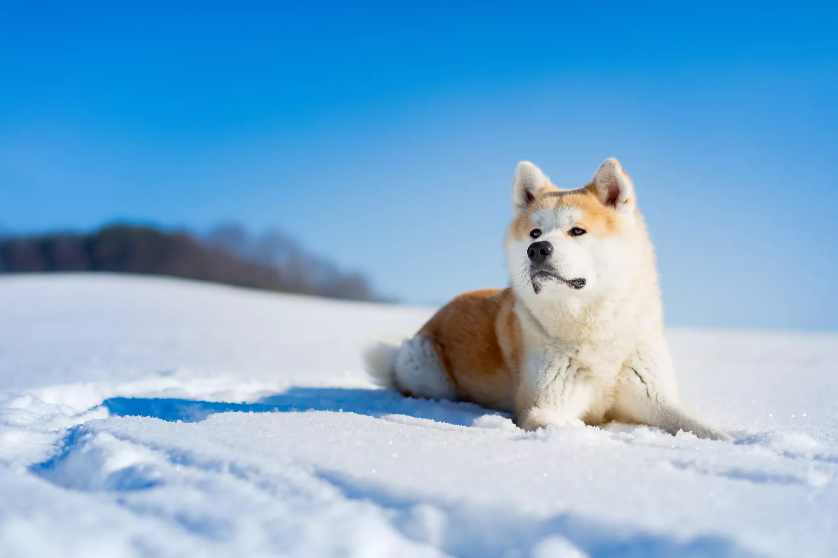 Akita inu raseinformasjon