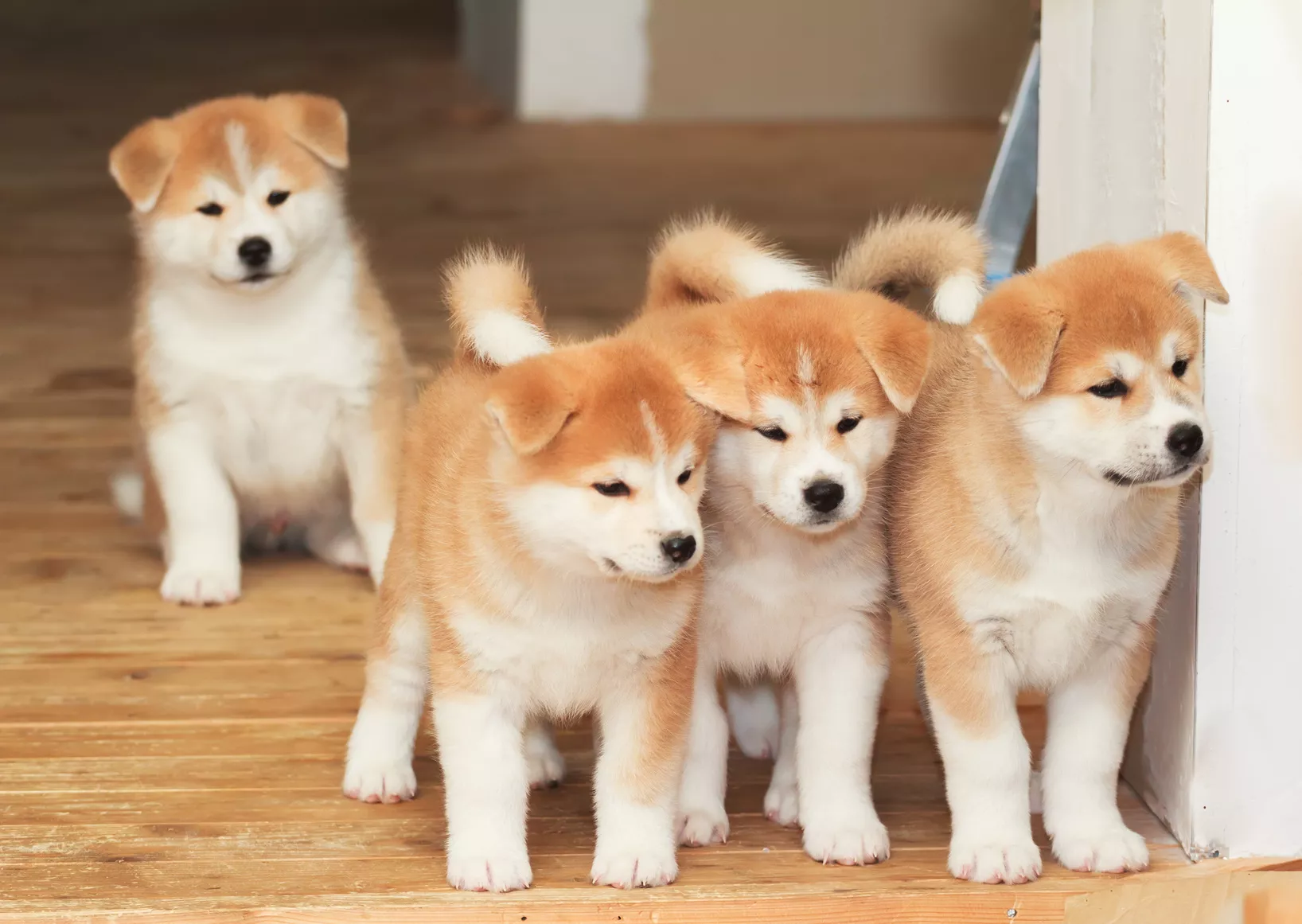 Akita inu valp